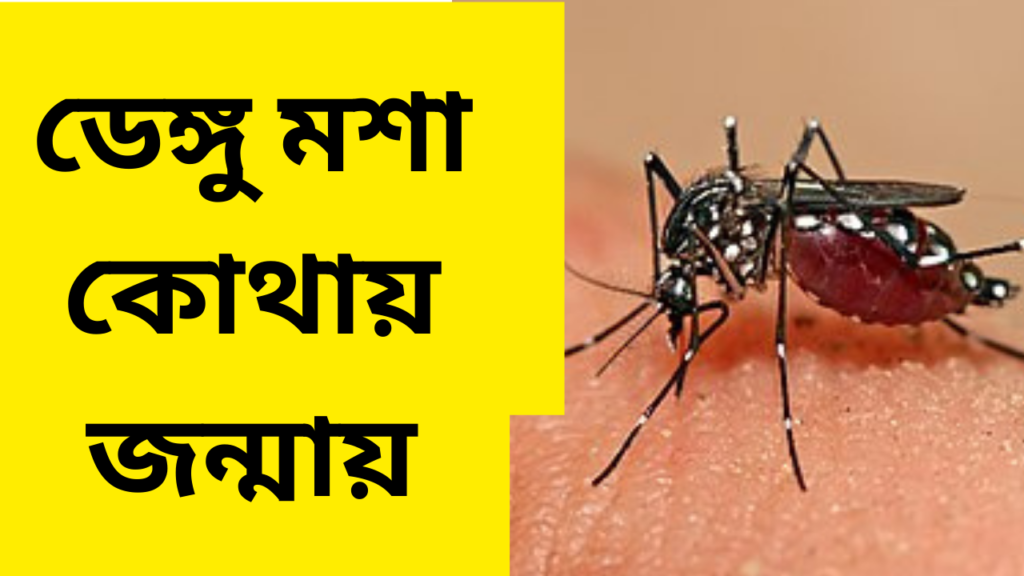 ডেঙ্গু মশা কোথায় জন্মায়?