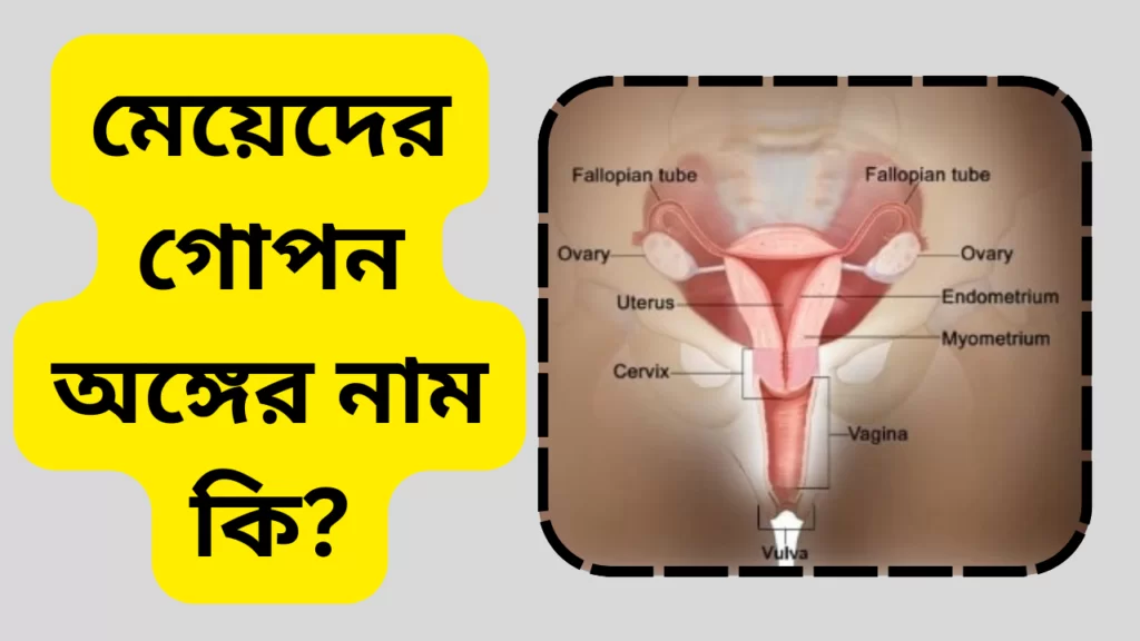 মেয়েদের গোপন অঙ্গের নাম কি 1