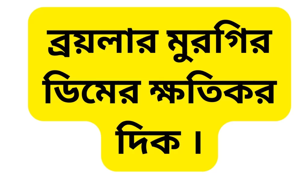 ব্রয়লার মুরগির ডিমের ক্ষতিকর দিক । 1