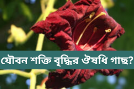 যৌবন শক্তি বৃদ্ধির ঔষধি গাছ 1