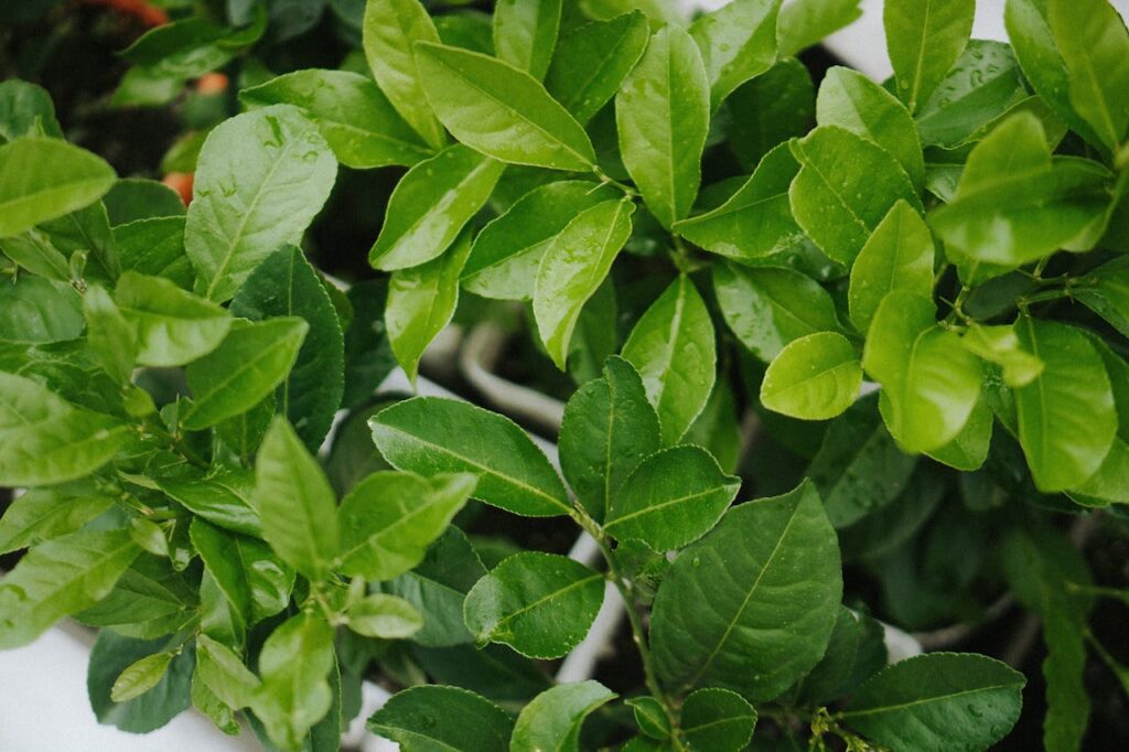 Salicylic Acid Natural Source for Skin Whitening