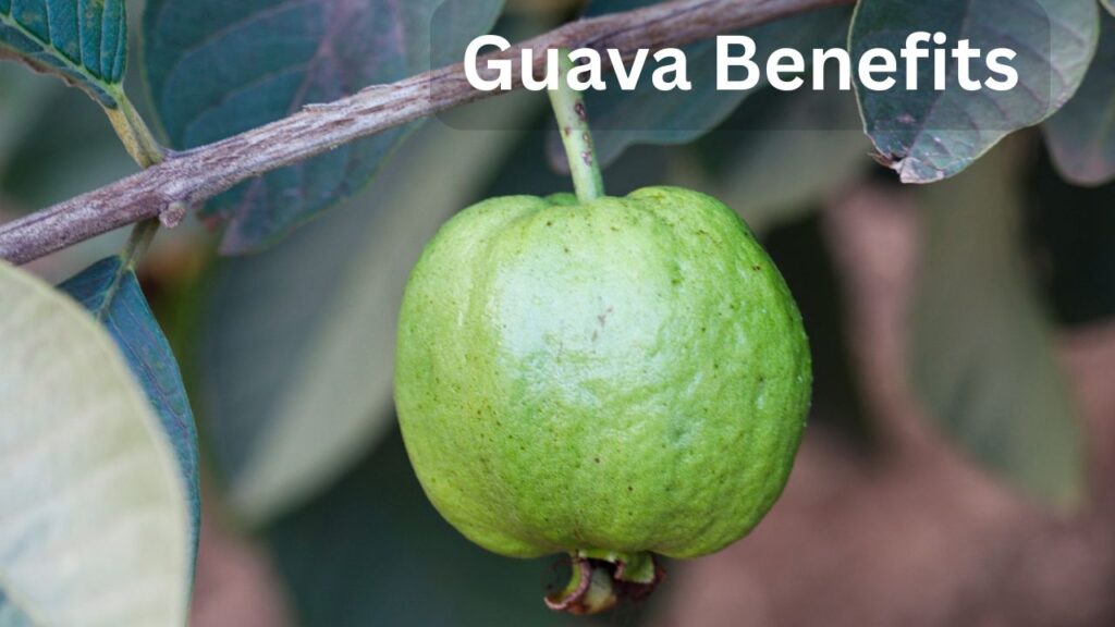 Benefits of Eating Guava Empty Stomach in Morning (7 Secret Benefits)