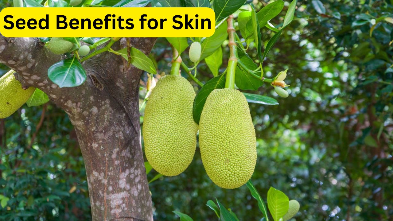 Benefits of Eating Jackfruit Seeds for Skin – 5 Natural Way to Get Glowing Skin