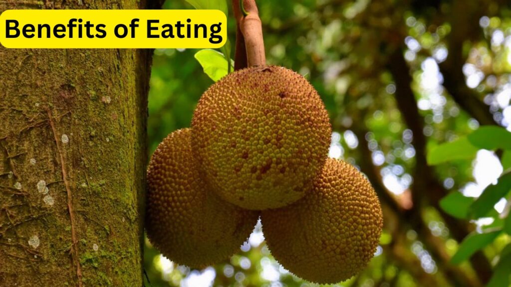 Benefits of Eating Jackfruit Seeds for Skin – 5 Natural Way to Get Glowing Skin