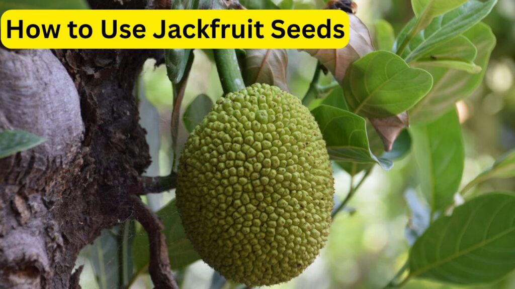 Benefits of Eating Jackfruit Seeds for Skin – 5 Natural Way to Get Glowing Skin