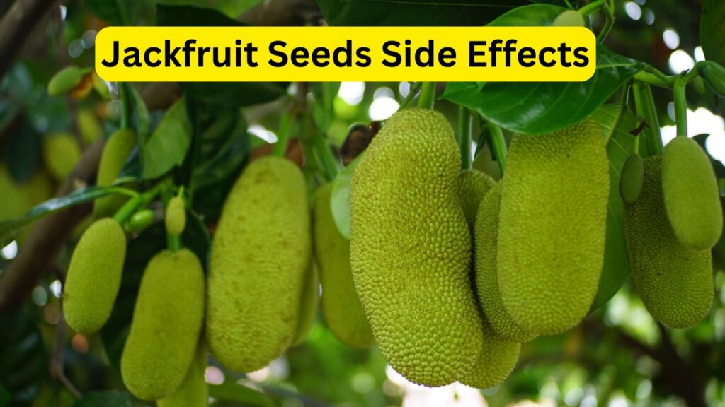 Benefits of Eating Jackfruit Seeds for Skin – 5 Natural Way to Get Glowing Skin